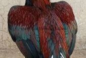 🔥 Pure Mianwali Male Aseel – 2 Years