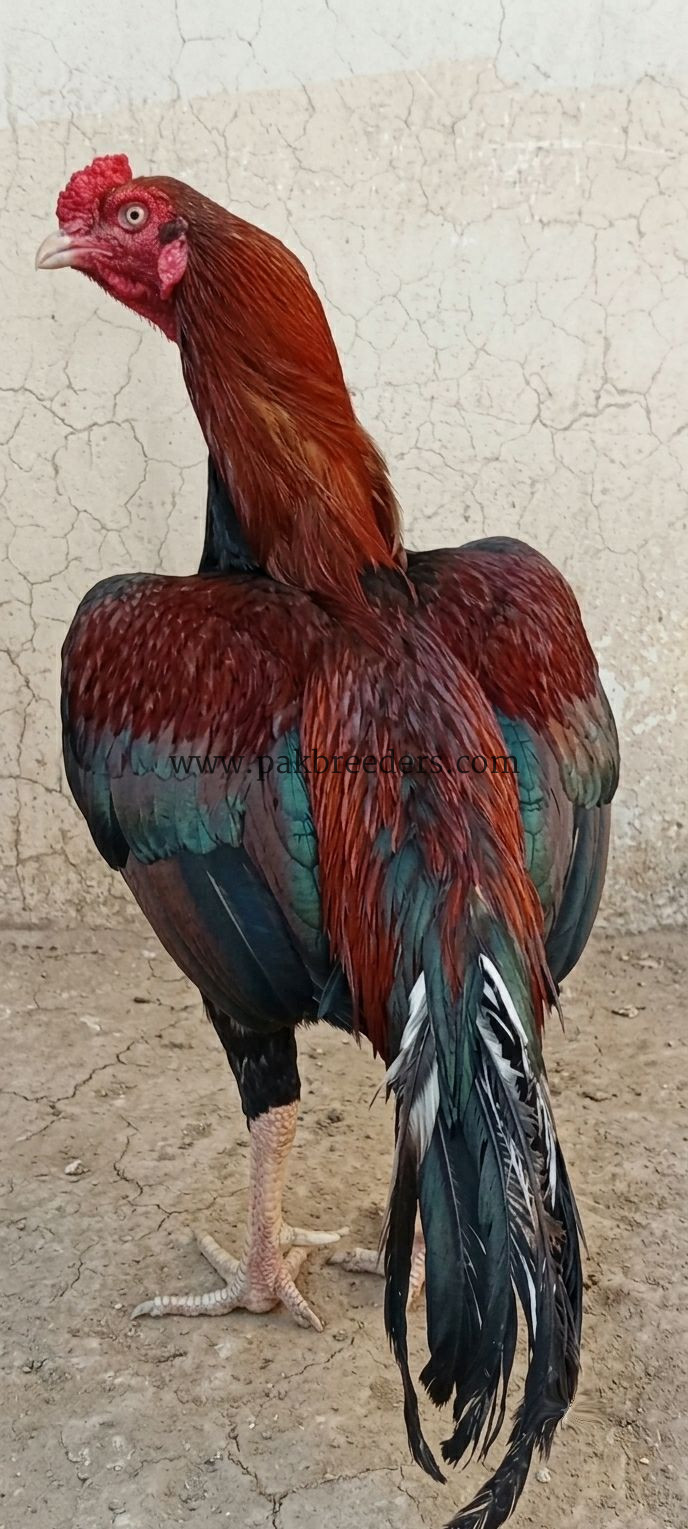 🔥 Pure Mianwali Male Aseel – 2 Years