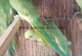 RingNeck Parrots For Sale