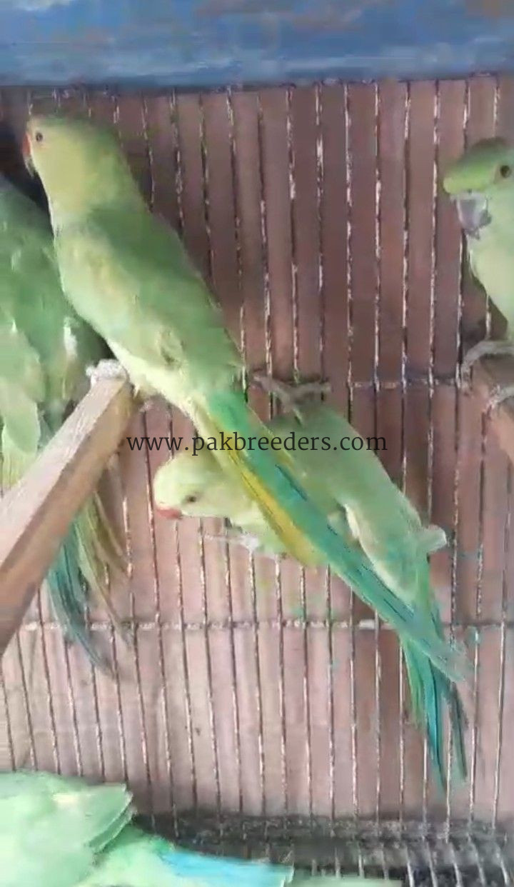 RingNeck Parrots For Sale