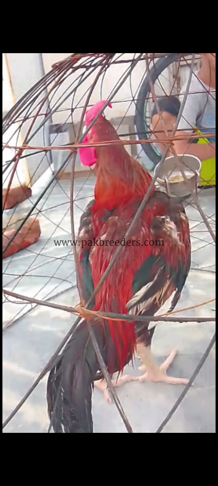 Bengum aseel for sale