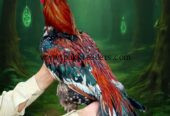 Laka aseel breeder best for breeding