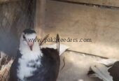 Top quality sharazi
