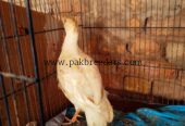 White Teetar Breeder male
