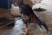aseel murgha fighter sindhi