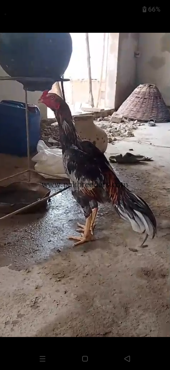 aseel murgha fighter sindhi