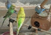 Best quality birds .