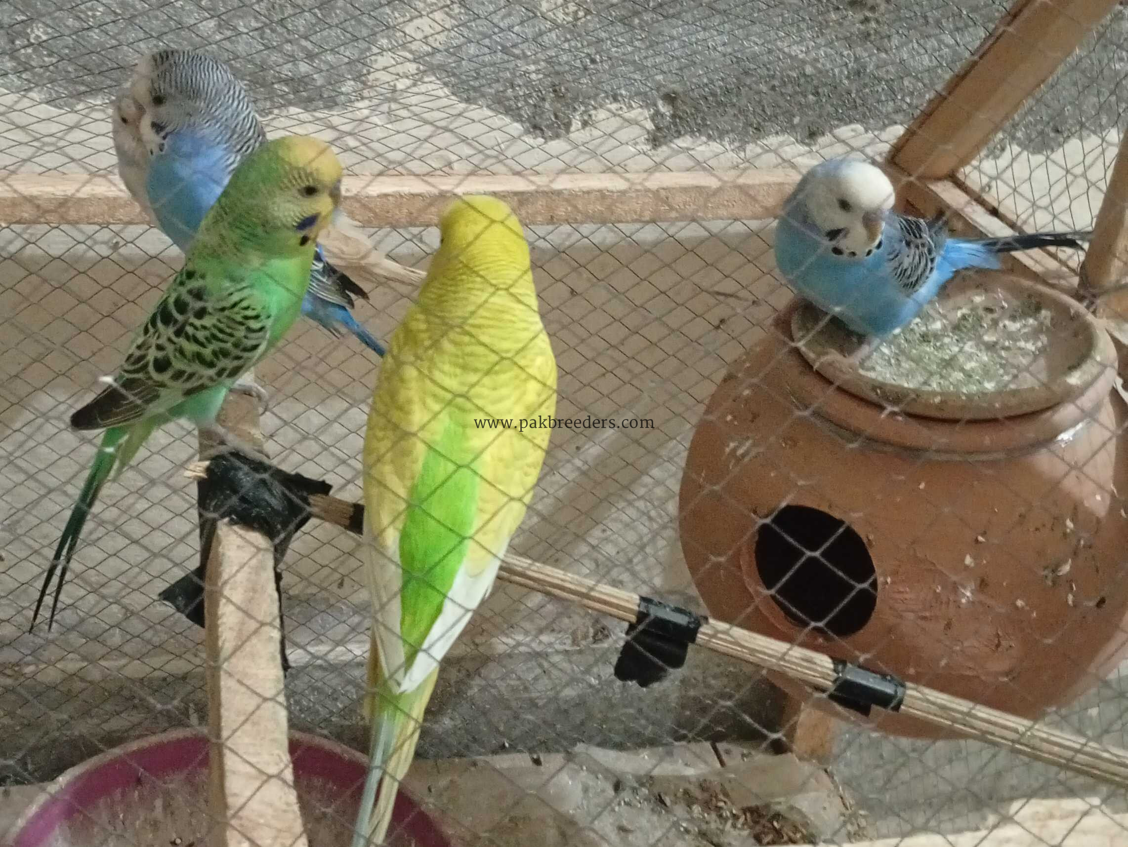 Best quality birds .
