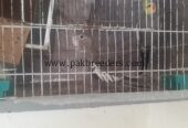 pure grey cocktail breeder pair
