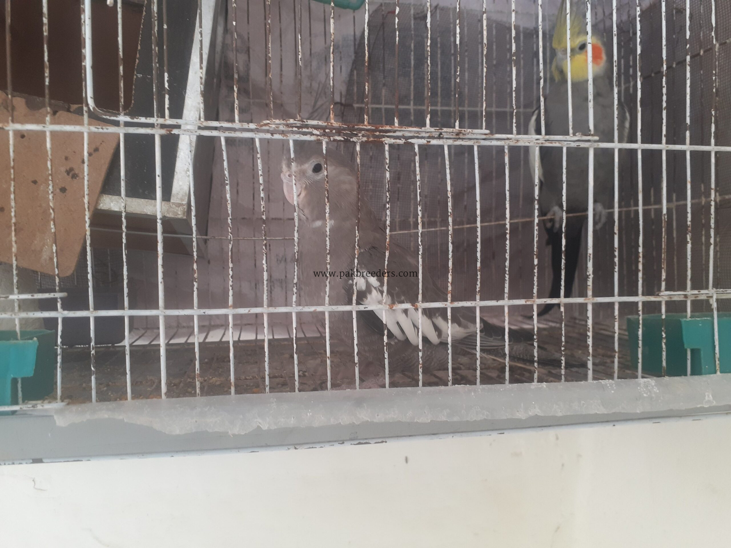pure grey cocktail breeder pair