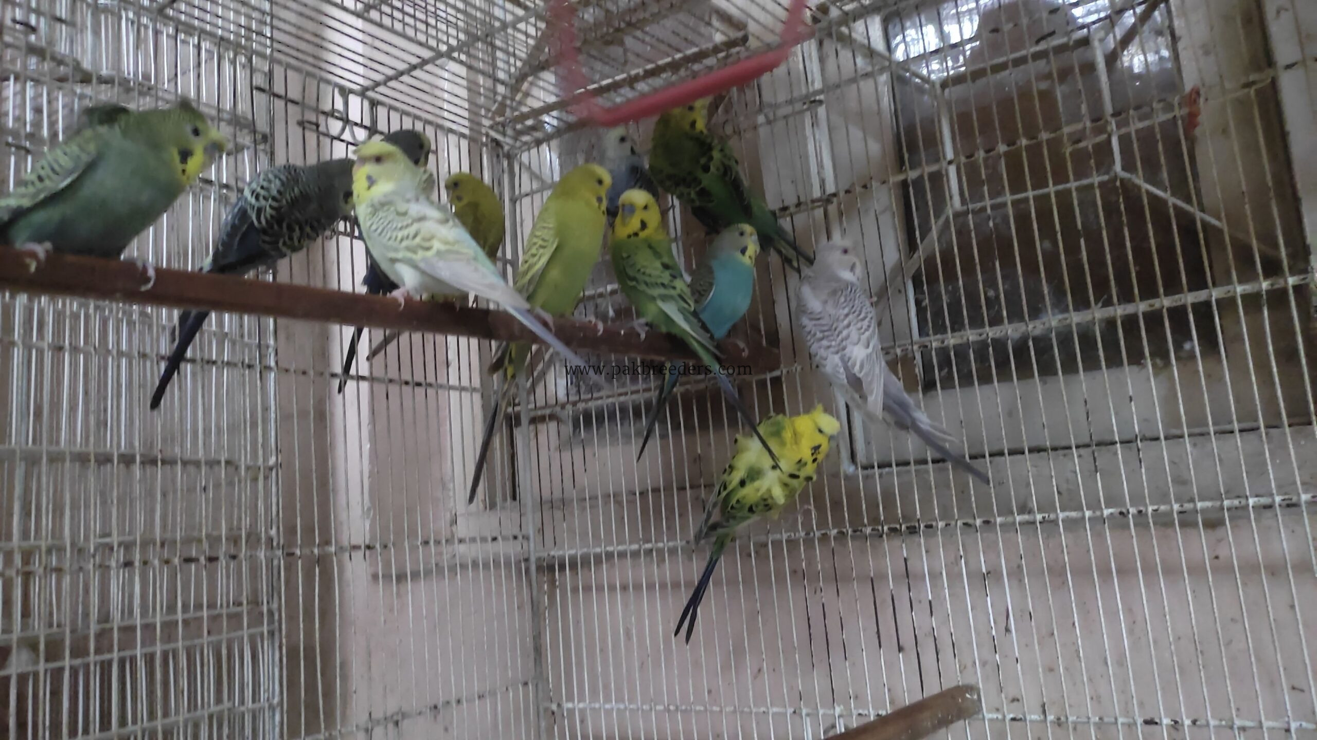 Fellow Hogo / Black Wing Split