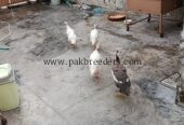 Guinea Fowl (Chakor, Teetri)