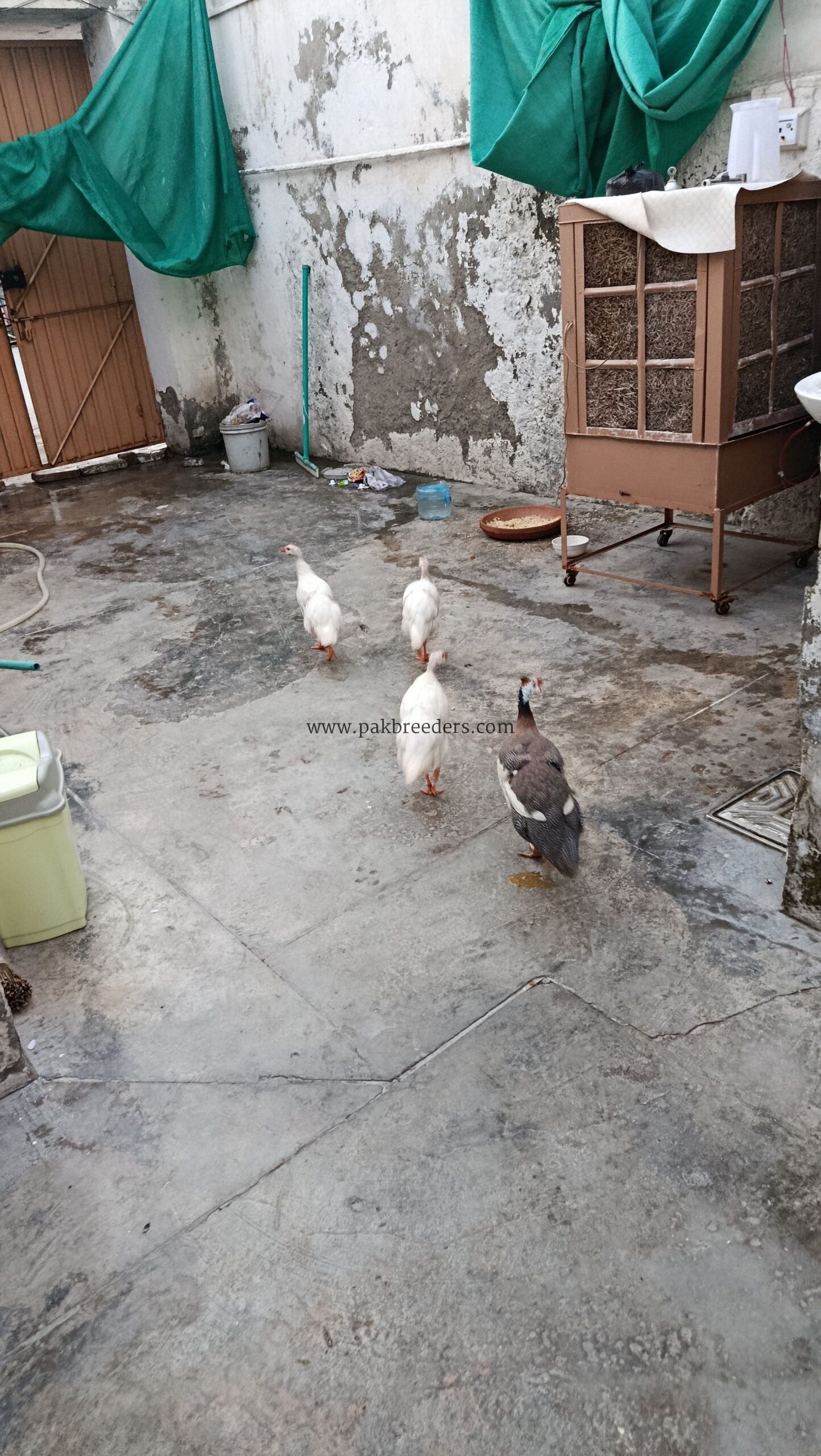 Guinea Fowl (Chakor, Teetri)