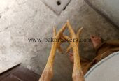 Home bread mianwali