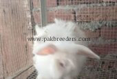 Angora rabbit for sale