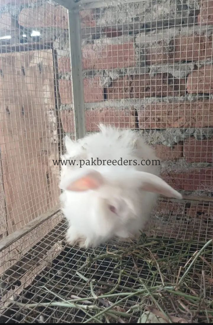 Angora rabbit for sale