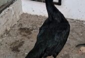 Pure mushki aseel madi