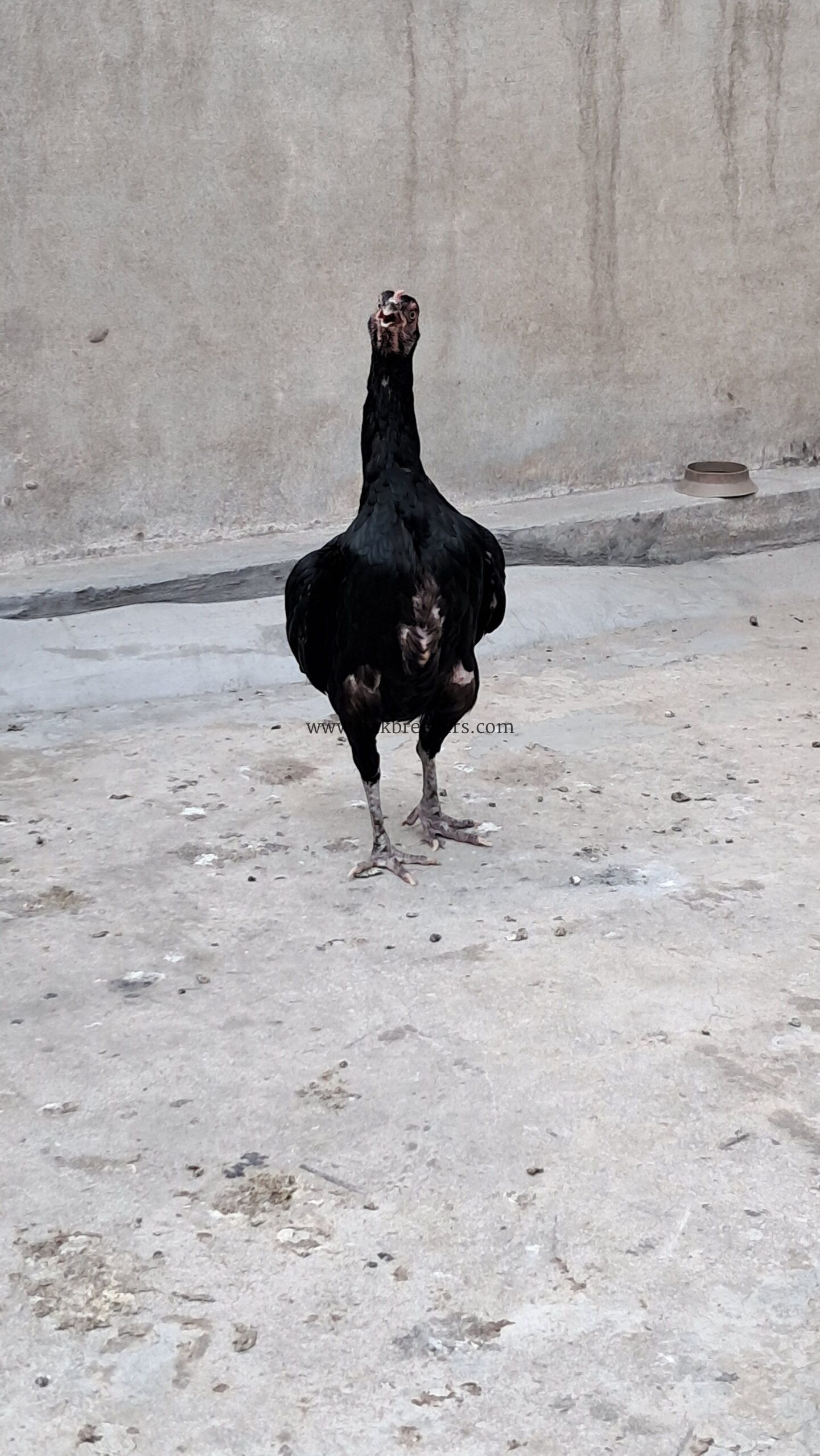 Pure mushki aseel madi