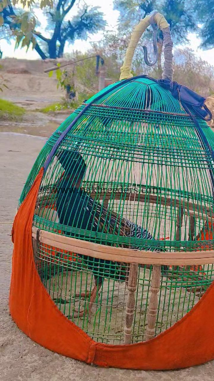 Kala titar ماشاءاللہ، سارا دن خوبصورت آواز میں بولنے والا، مالک کی خاص پہچان اور تیتر کی مستی دیکھنے لائق۔ گھر میں بے دھڑک رہتا ہے، بس باہر سے آنے جانے والے بندے سے تھوڑا ڈرتا ہے۔ باقی ماشاءاللہ بہت اچھا، زبردست پڑھنے والا اور شوقین حضرات کے لیے بہترین تیتر۔ ❤️🔥