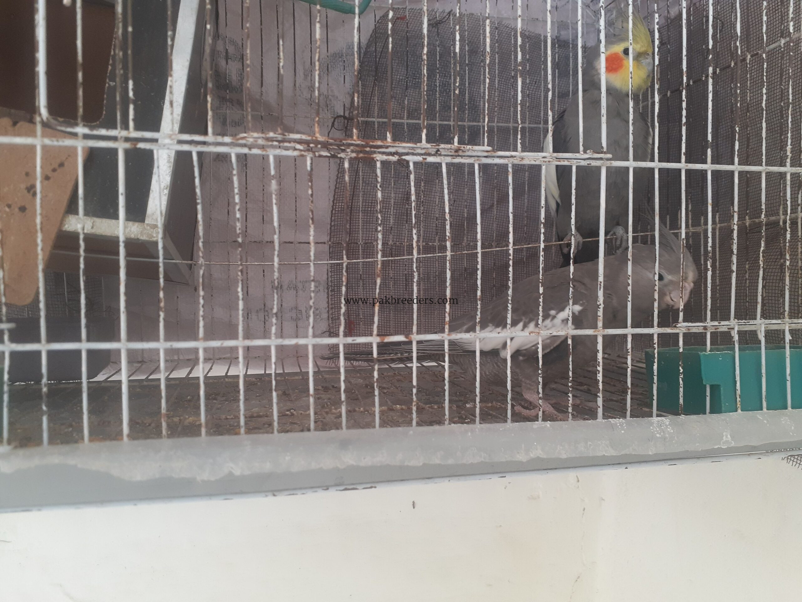 pure grey cocktail breeder pair