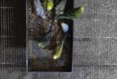 Fellow Hogo / Black Wing Split
