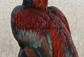 🔥 Pure Mianwali Male Aseel – 2 Years