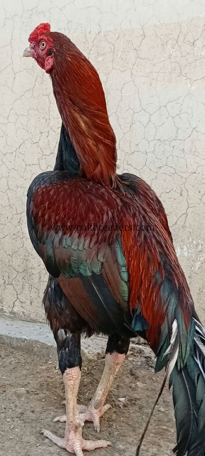 🔥 Pure Mianwali Male Aseel – 2 Years
