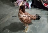 Home bread mianwali