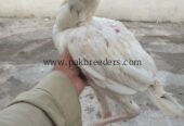 Good and healthy chicks