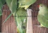 RingNeck Parrots For Sale