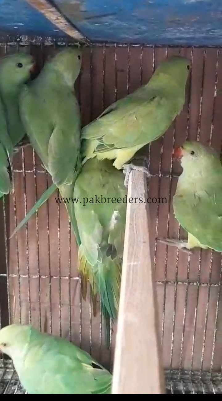 RingNeck Parrots For Sale