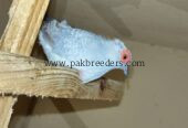 Budgies Male and Diamond Dove