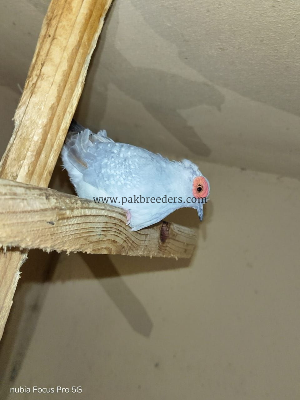 Budgies Male and Diamond Dove