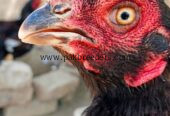 Amroha aseel breeder madi