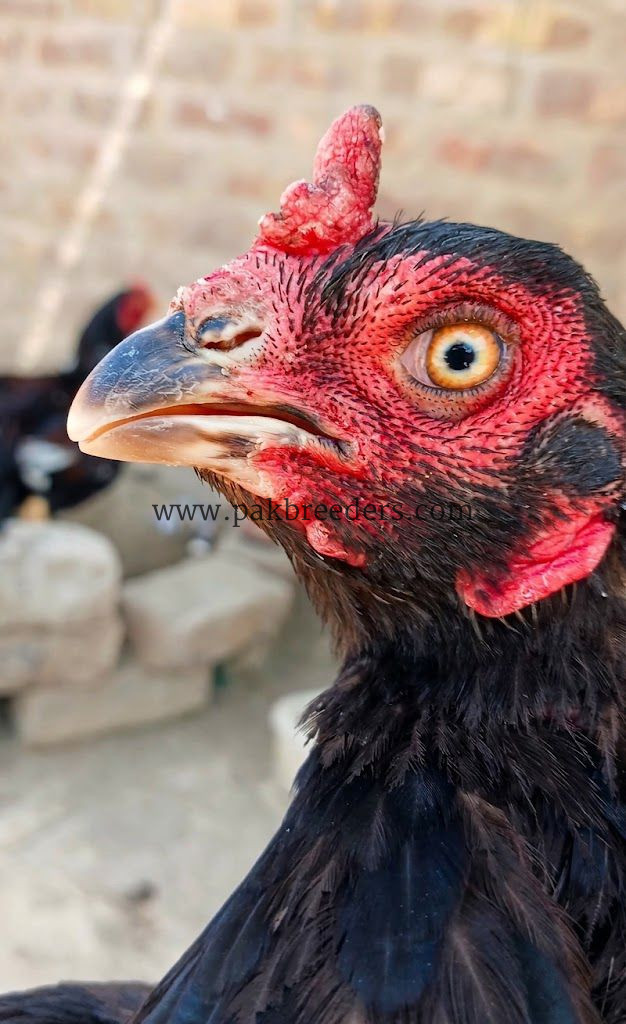 Amroha aseel breeder madi
