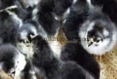 Black austerlop chicks available