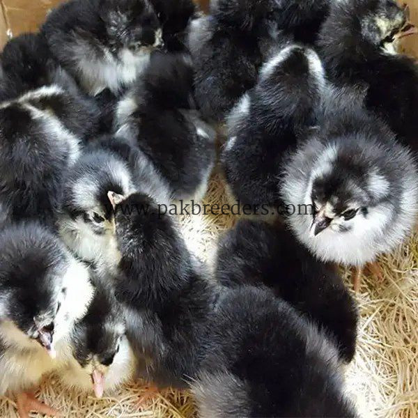Black austerlop chicks available