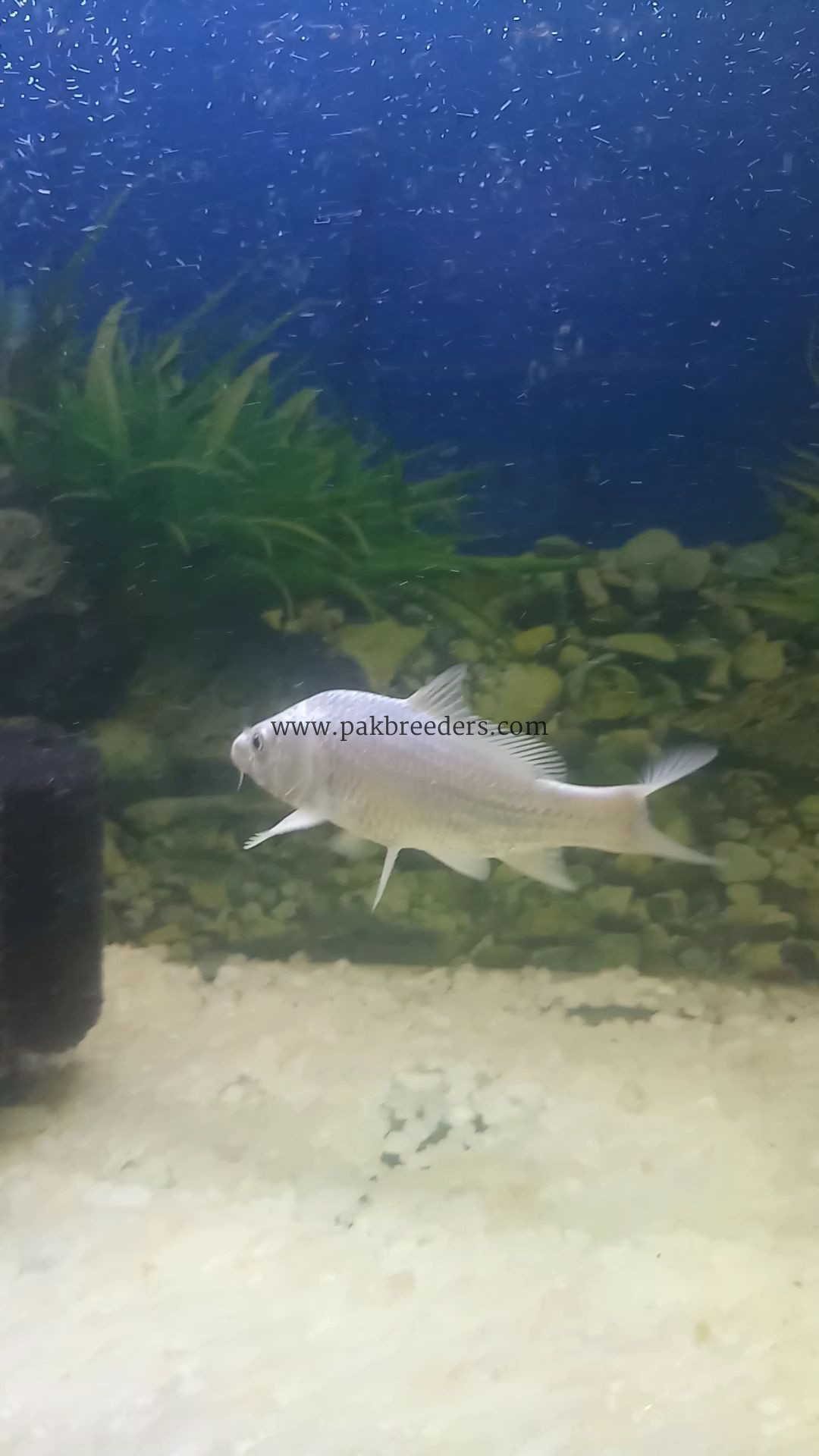 Pure White koi pair