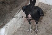 Pure mushki aseel madi