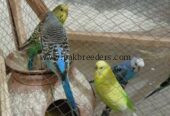 Home baby parrots.