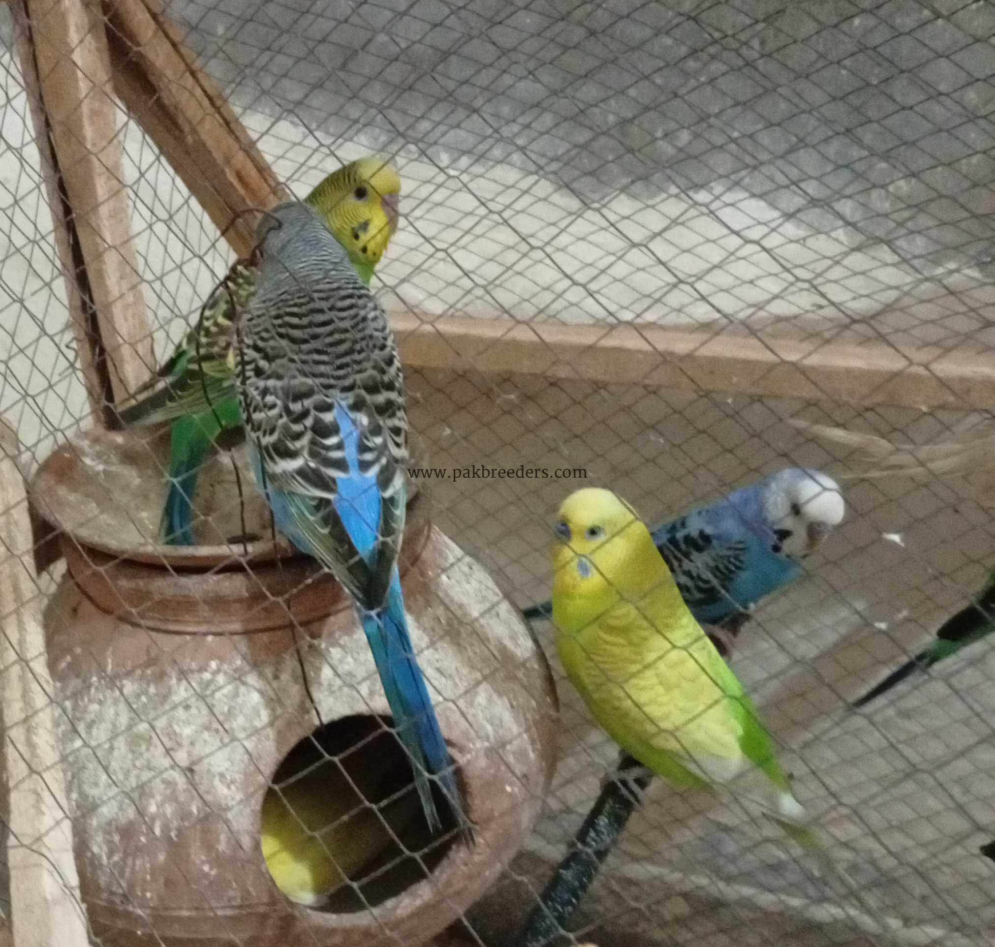 Home baby parrots.