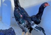 Aseel shamo black male
