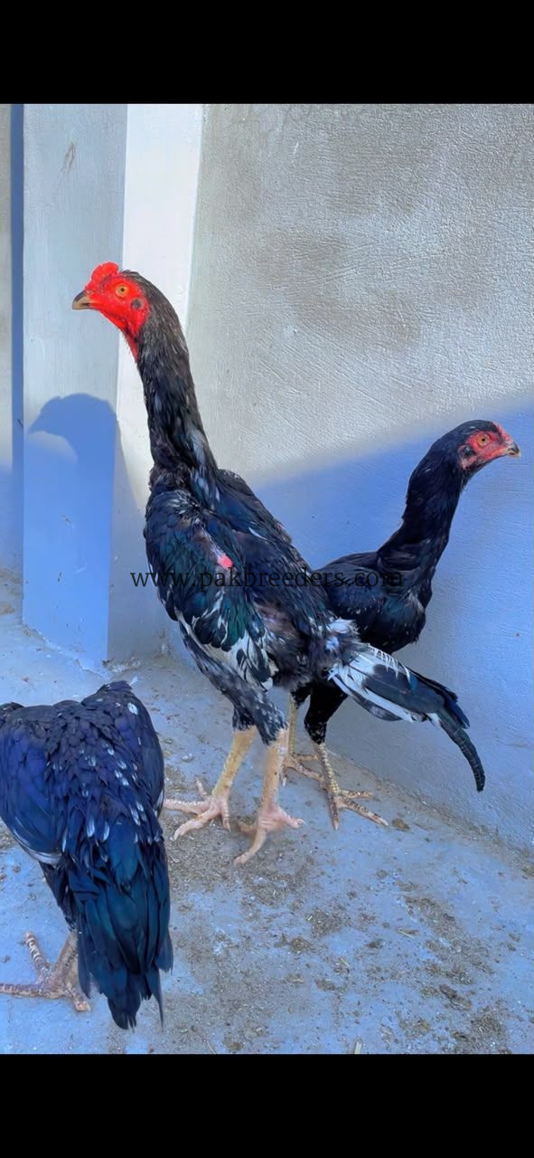 Aseel shamo black male