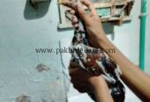 Pure aseel fighter murga ka bacha ha video available ha murga ki larai ki