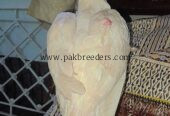 Aseel mianwali and heera for sale prize of all