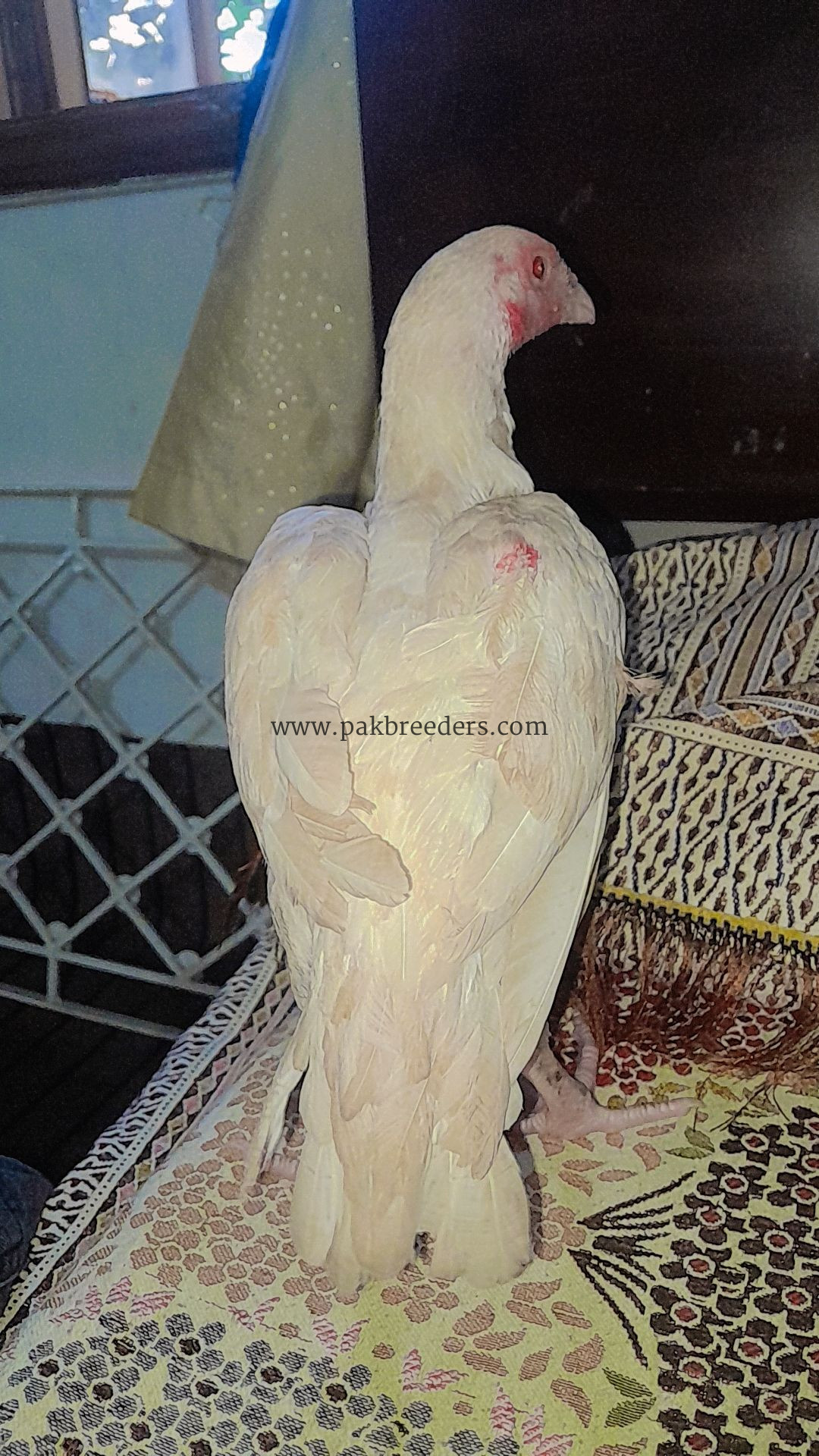 Aseel mianwali and heera for sale prize of all