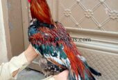 Laka aseel breeder best for breeding