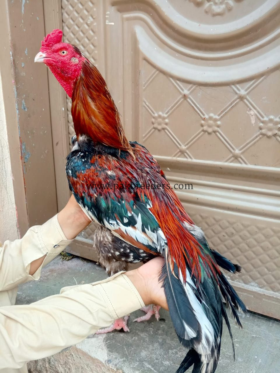 Laka aseel breeder best for breeding