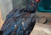 Amroha aseel breeder madi
