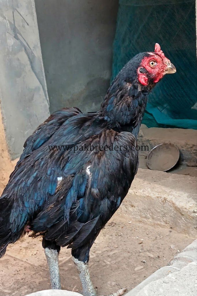 Amroha aseel breeder madi